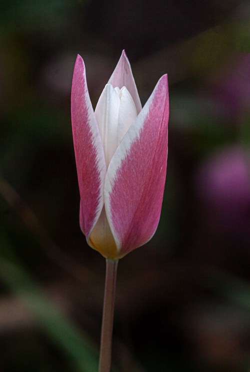 Lady Jane Tulip