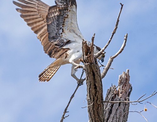 Osprey
