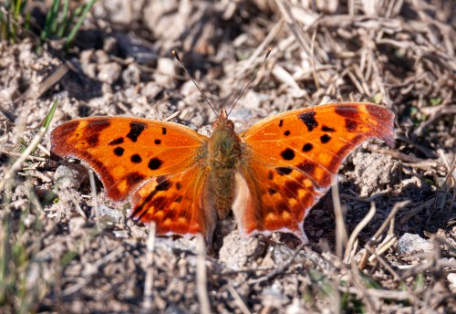 Question Mark butterfly