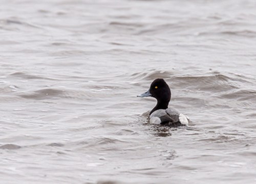 scaup