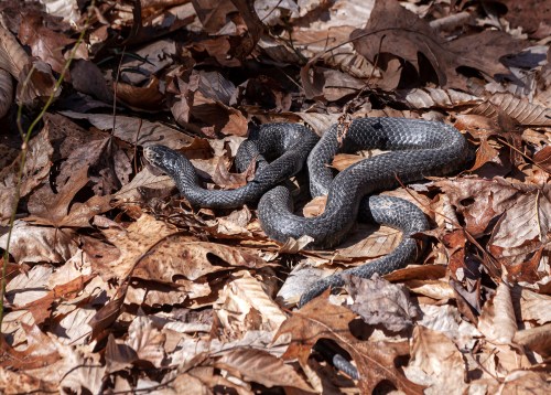 Eastern Ratsnake