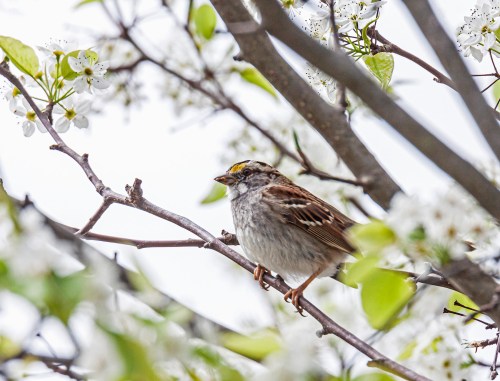 White-throated Sparrow