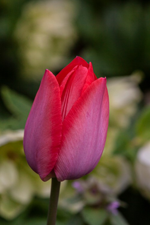 tulip