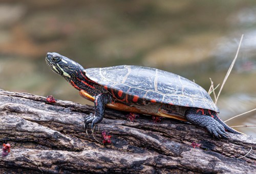 Painted Turtle