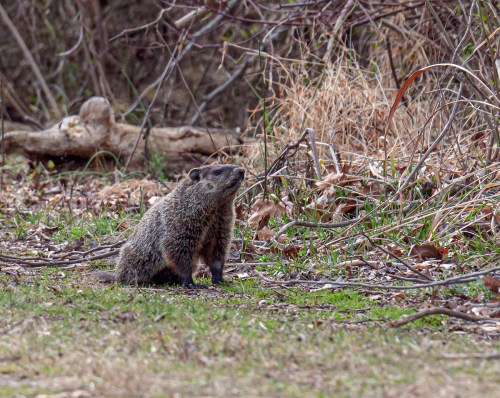groundhog