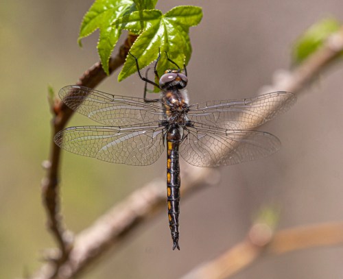Common Baskettail