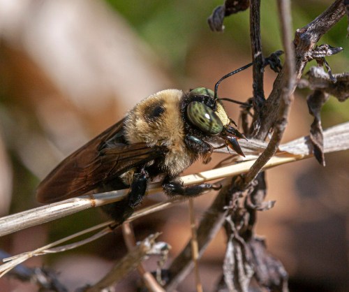 Eastern Carpenter Bee
