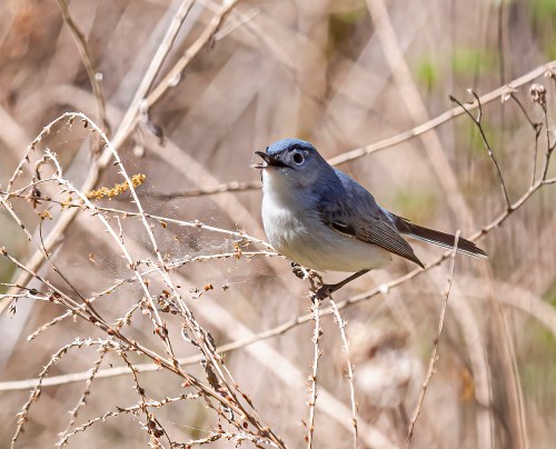 Blue-gray Gnatcatcher