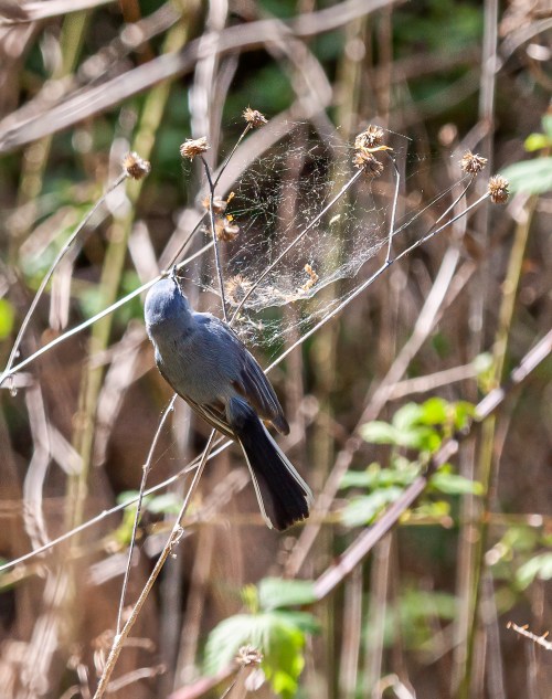 Blue-gray Gnatcatcher