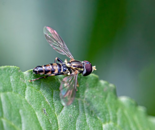 Eastern Calligrapher Fly