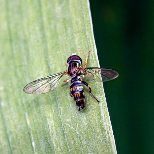 Eastern Calligrapher Fly