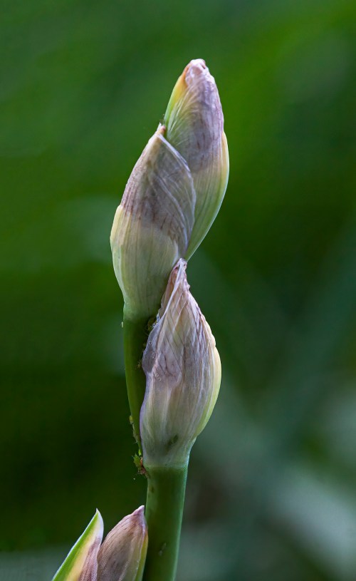 iris buds