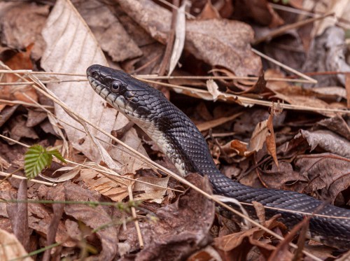 Eastern Ratsnake