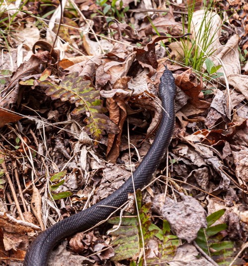 Eastern Ratsnake