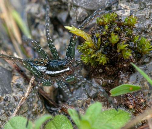 six-spotted fishing spider