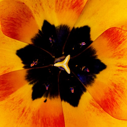tulip