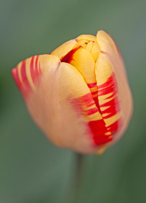 broken tulip