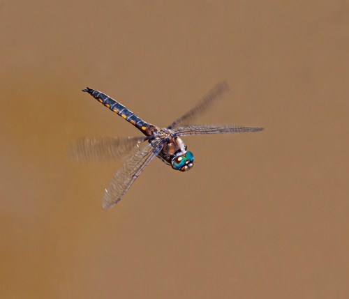 Common Baskettail