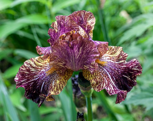 Bewilderbeast iris