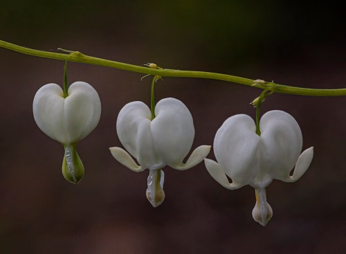 Bleeding Hearts