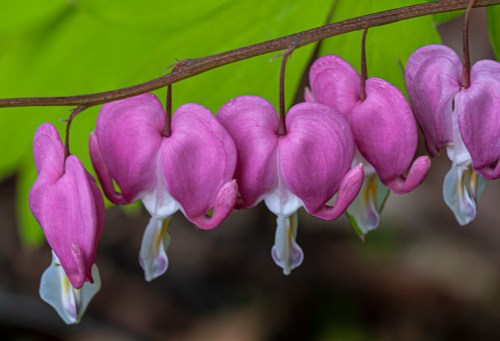 Bleeding Hearts