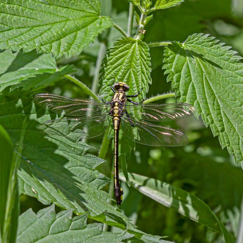 Cobra Clubtail