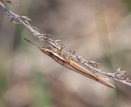 Cattail Toothpick Grasshopper
