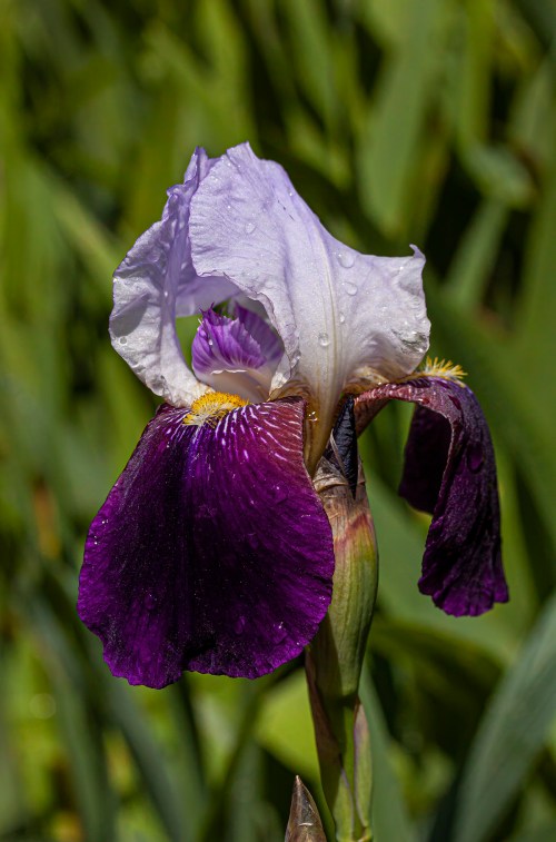 iris