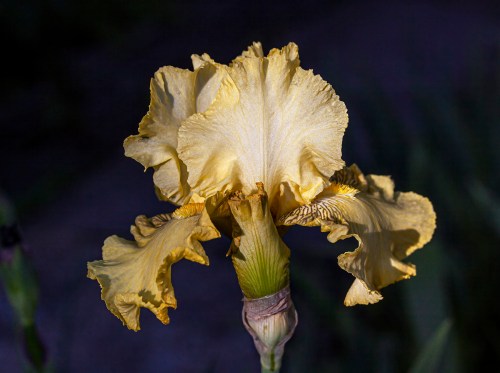 iris