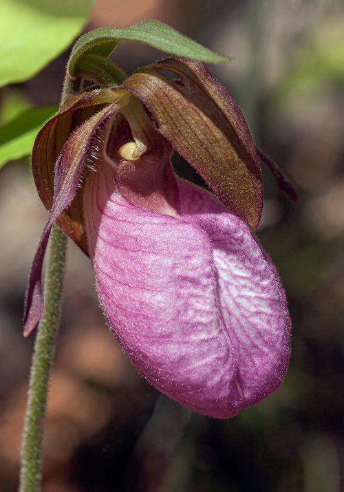 Pink Lady's Slipper