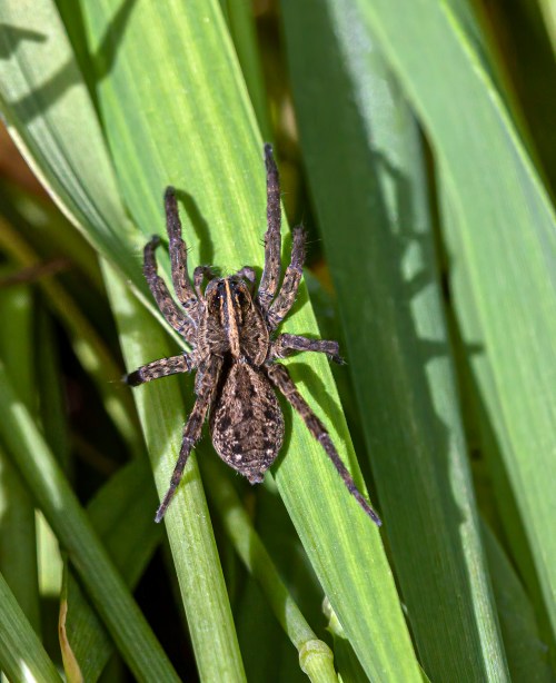wolf spider