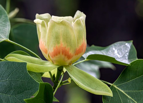 tulip tree