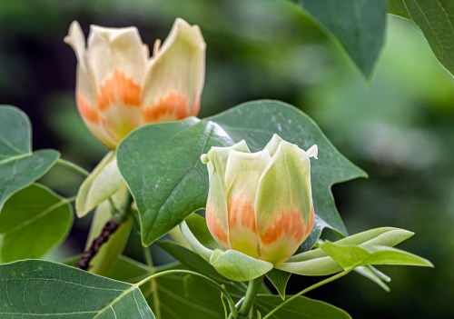 tulip tree