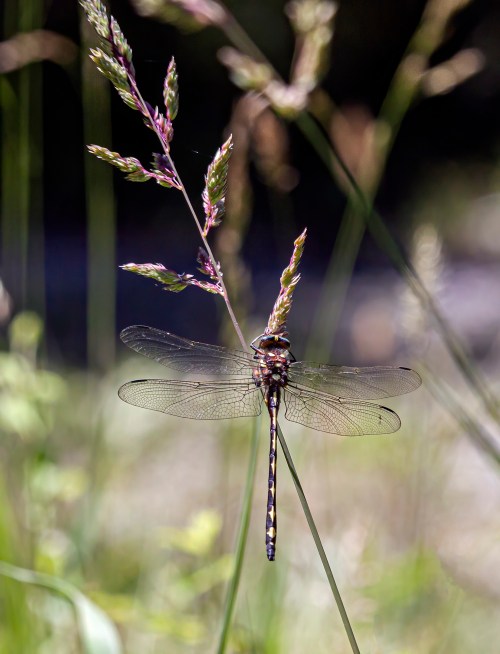 Arrowhead Spiketail