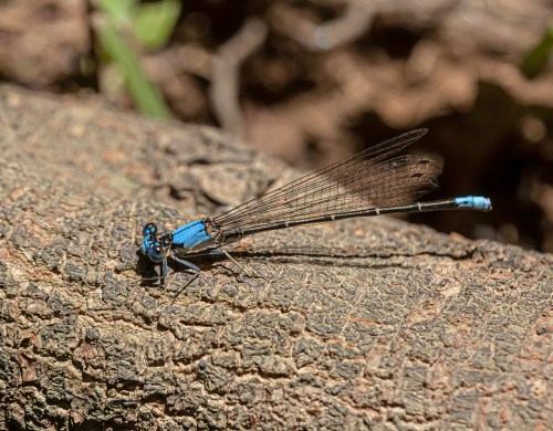 Blue-fronted Dancer