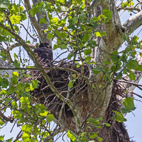 Bald Eagle eaglet
