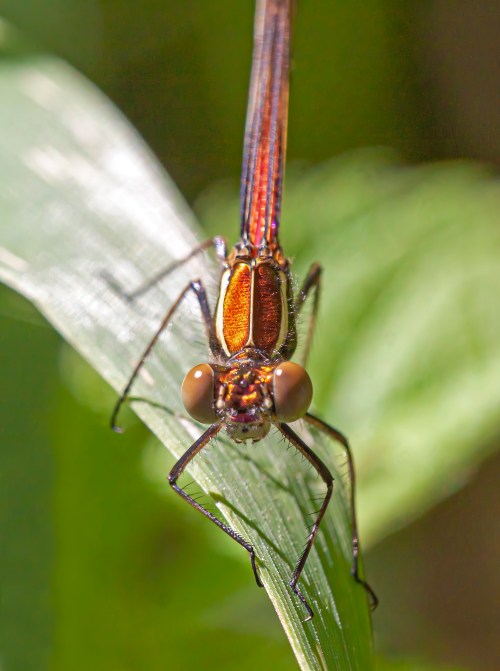 American Rubyspot