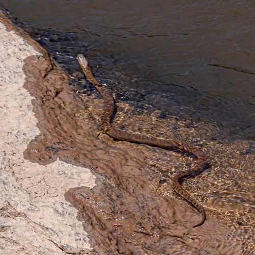 Northern Water Snake