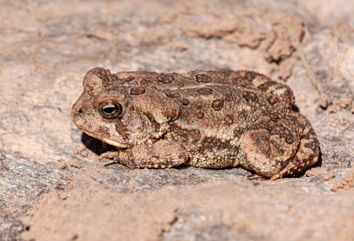 Fowler's Toad