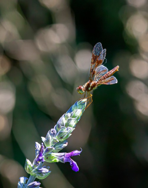 Eastern Amberwing