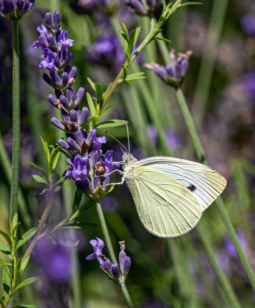 Cabbage White