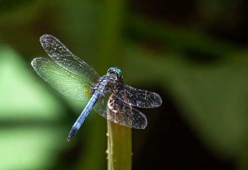 Blue Dasher