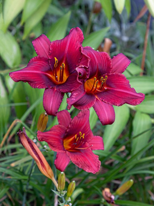 daylilies