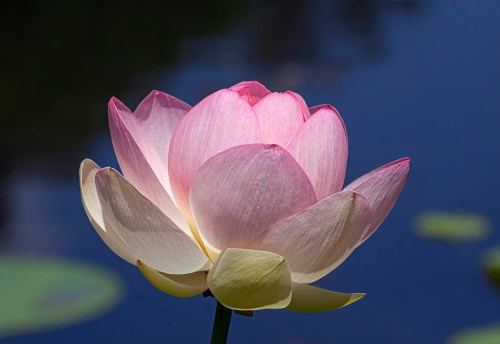 lotus