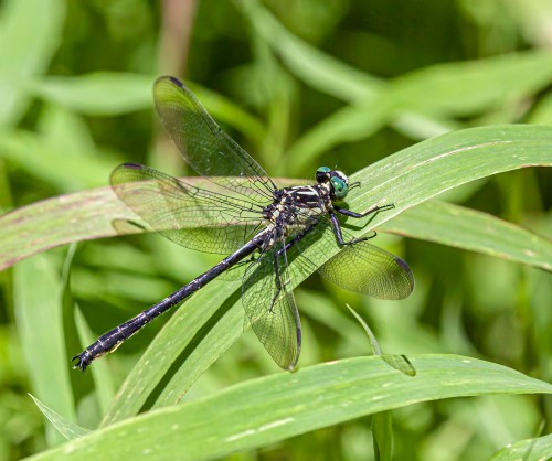 Sable Clubtail