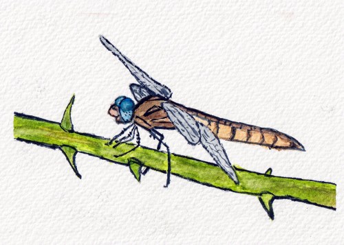 dragonfly