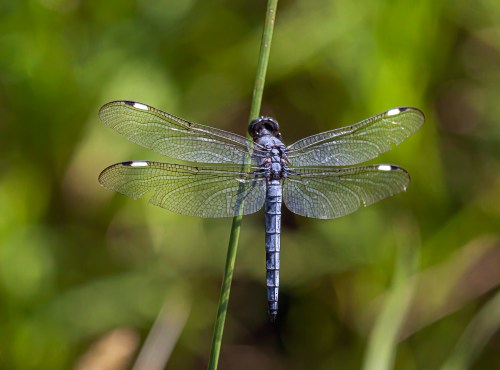 Spangled Skimmer