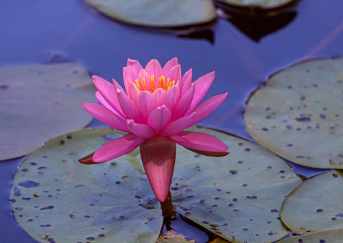 water lily