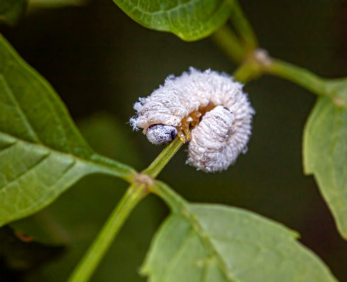 Dogwood Sawfly larva