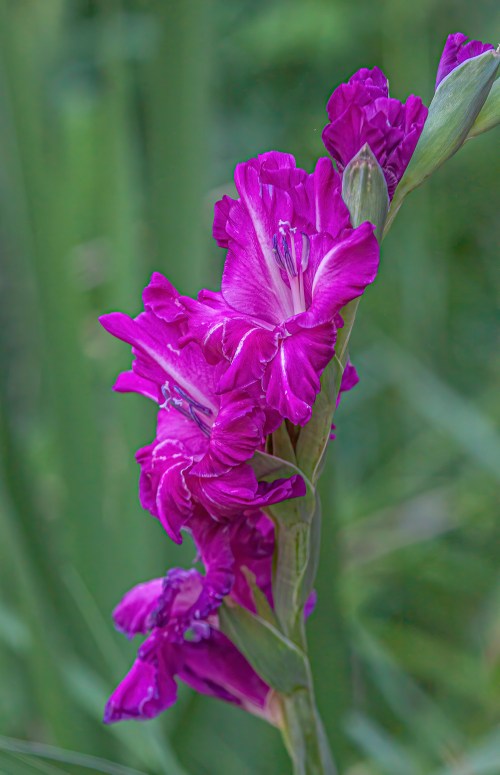 gladiolas